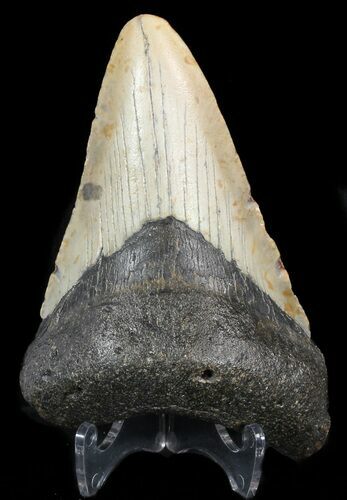 Bargain, Megalodon Tooth - North Carolina #47212